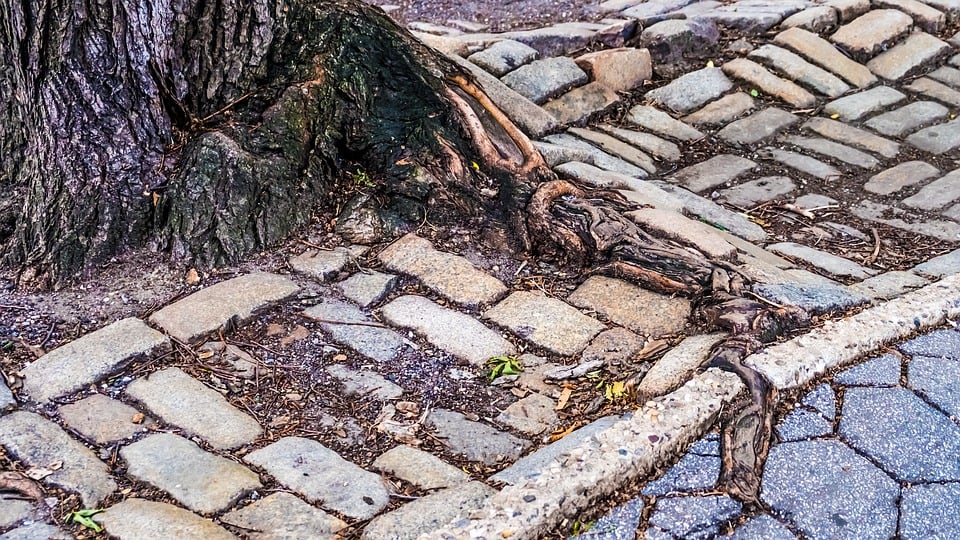 Overgrown Tree Roots Sidewalk