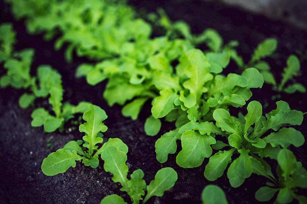 green plants