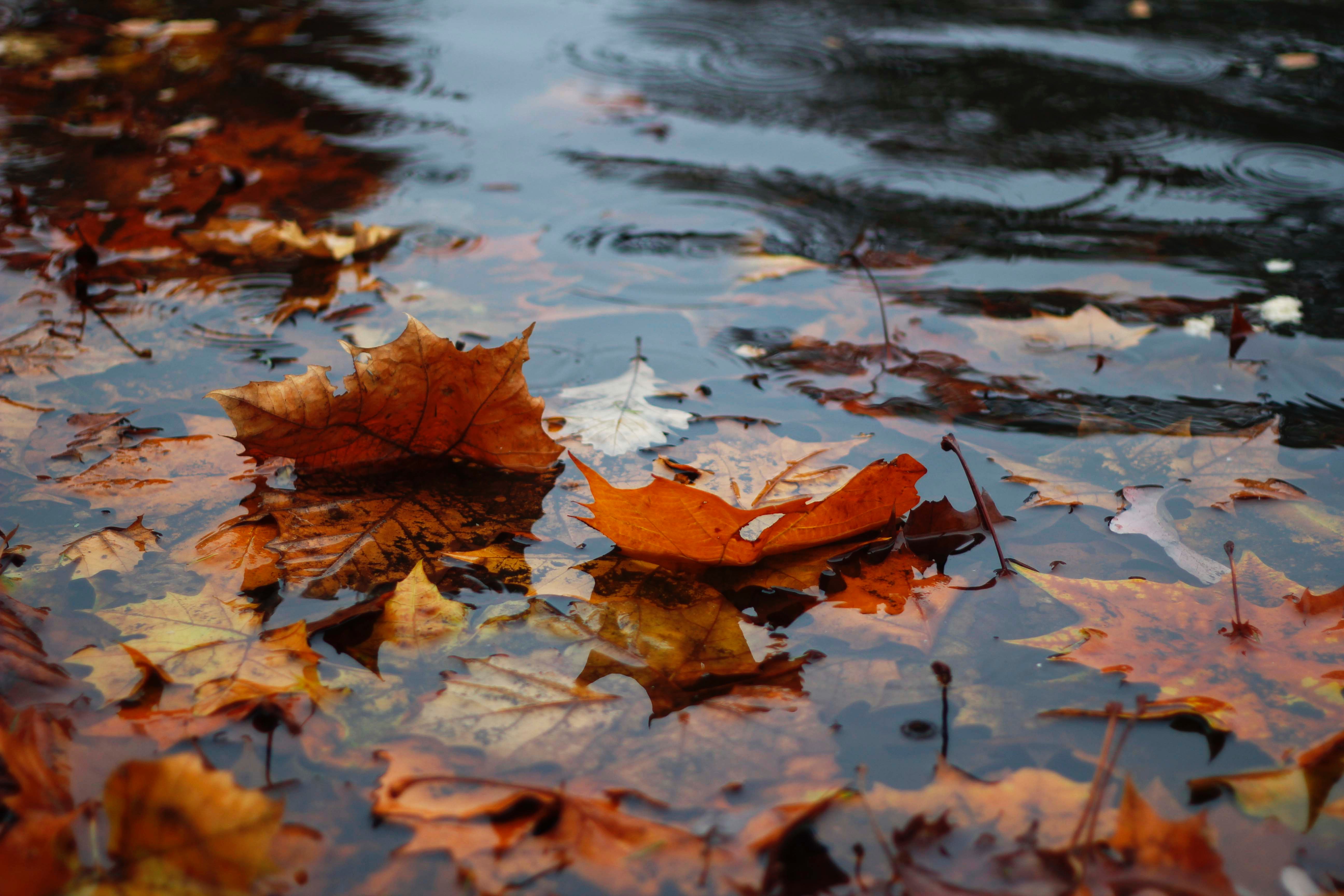 Water and leaves