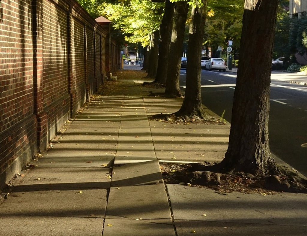 Trees without grates posing dangers